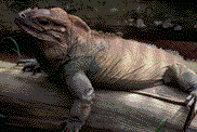 iguana04.gif
