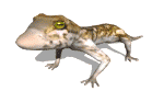 iguana05.gif