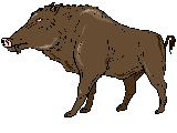 jabali01.gif