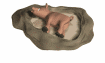 jabali03.gif