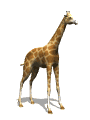 jirafa03.gif