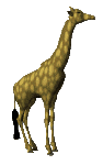 jirafa07.gif