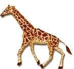 jirafa23.gif