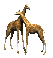 jirafa30.gif