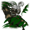 koala06.gif