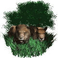 leon29.gif