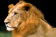 leon35.gif