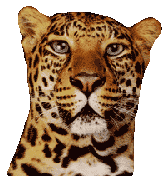 leopardo02.gif