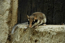 liron01.gif