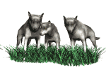 lobo12.gif
