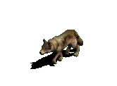 lobo13.gif
