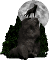 lobo15.gif