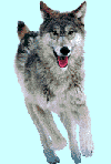lobo16.gif