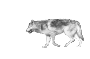 lobo19.gif