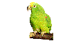loros05.gif