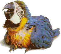 loros21.gif