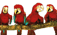 loros29.gif