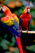 loros31.gif