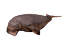 manati01.gif