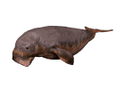 manati02.gif