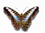 mariposa09.gif