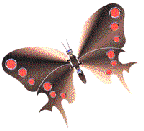 mariposa102.gif
