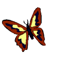 mariposa104.gif