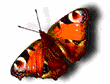 mariposa106.gif