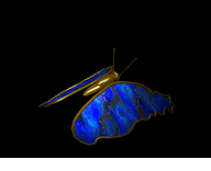 mariposa107.gif