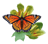 mariposa113.gif