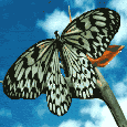 mariposa13.gif