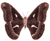 mariposa16.gif