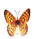 mariposa17.gif