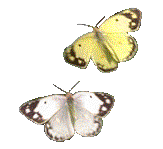 mariposa18.gif