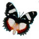 mariposa24.gif