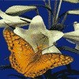 mariposa27.gif