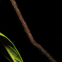 mariposa33.gif