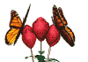 mariposa35.gif
