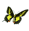 mariposa38.gif