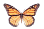 mariposa40.gif