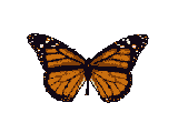 mariposa42.gif