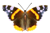 mariposa45.gif