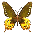 mariposa52.gif