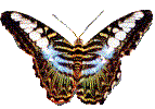 mariposa53.gif