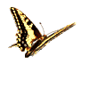mariposa68.gif