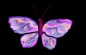 mariposa73.gif