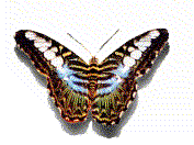 mariposa82.gif