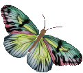 mariposa85.gif