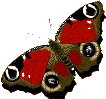 mariposa92.gif