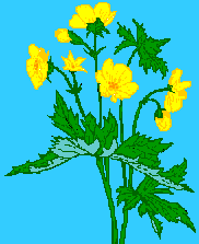 mariquita11.gif